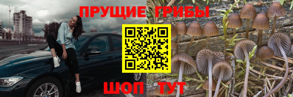 Галлюциногенные грибы Cubensis  Вход с VPN  Прохладный 